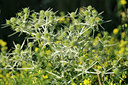 BUITEN BEELD Foto: 98425