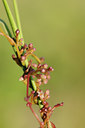BUITEN BEELD Foto: 98429