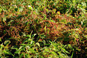 BUITEN BEELD Foto: 98430