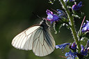 BUITEN BEELD Foto: 98438