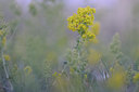 BUITEN BEELD Foto: 98463