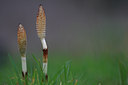 BUITEN BEELD Foto: 98487