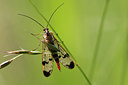 BUITEN BEELD Foto: 98492