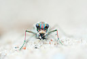 BUITEN BEELD Foto: 98571