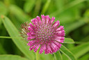 BUITEN BEELD Foto: 98613