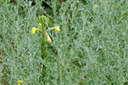 BUITEN BEELD Foto: 98650