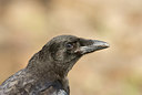BUITEN BEELD Foto: 98762