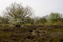 BUITEN BEELD Foto: 98779