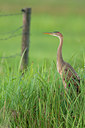 BUITEN BEELD Foto: 98803