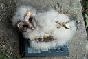 BUITEN BEELD Foto: 98815
