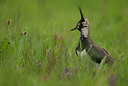 BUITEN BEELD Foto: 98917