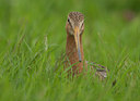 BUITEN BEELD Foto: 98920