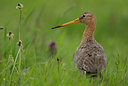 BUITEN BEELD Foto: 98921